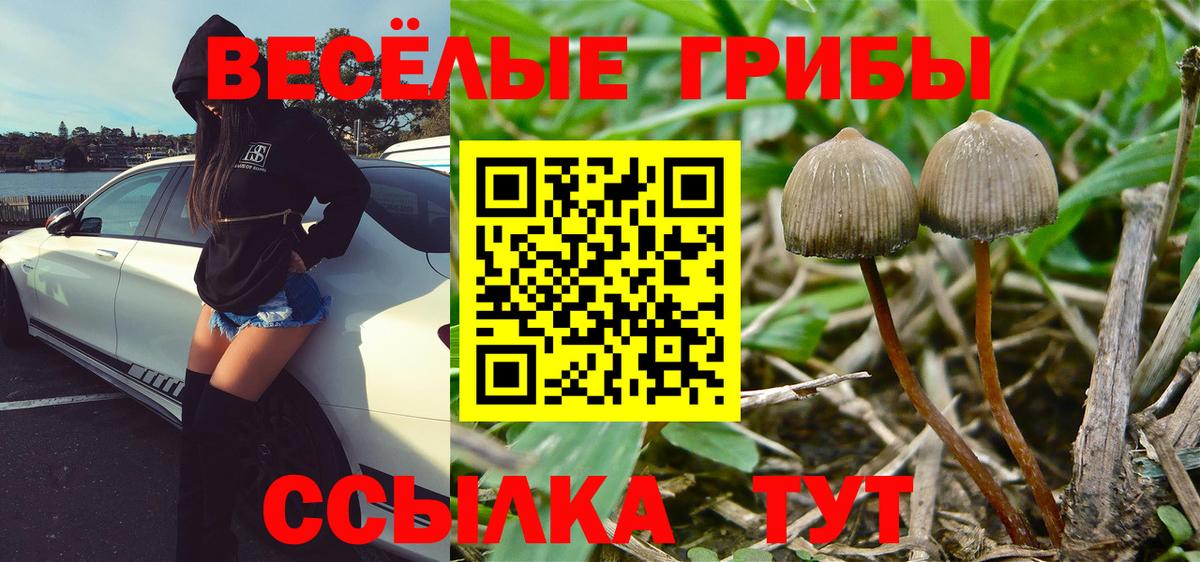 Галлюциногенные грибы Psilocybe Орехово-Зуево